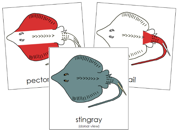 Parts of a Stingray 3-Part Nomenclature Cards (red) - Montessori Print Shop Digital Download