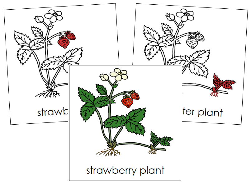 Strawberry Plant Nomenclature Cards (red) - Montessori Print Shop Digital Download