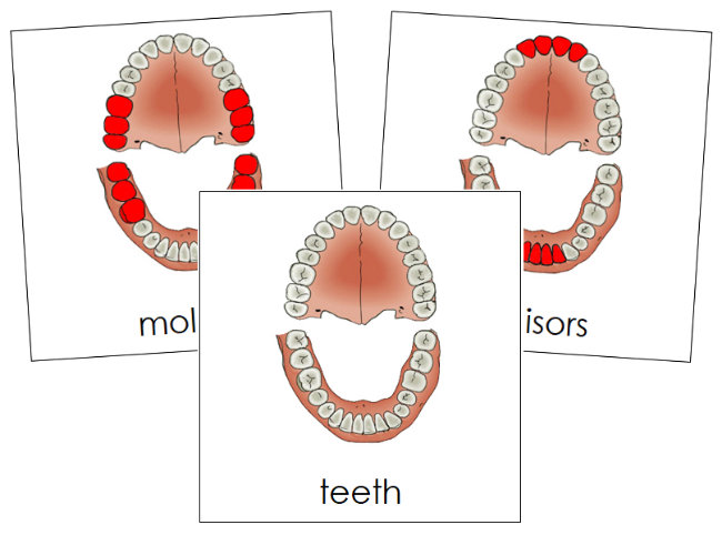 Teeth & Jaw Nomenclature 3-Part Nomenclature Cards - Montessori Print Shop Digital Download