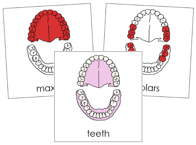 Teeth & Jaw Nomenclature Cards (red) - Montessori Print Shop Digital Download