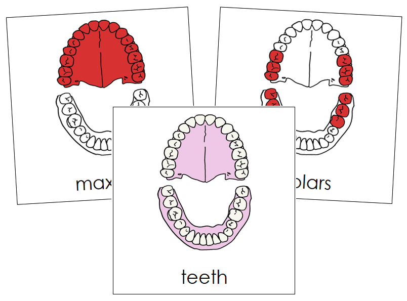 Teeth & Jaw Nomenclature Cards (red) - Montessori Print Shop