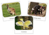 The Land Down Under Safari Toob Cards - Montessori Print Shop