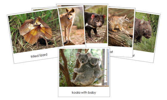 The Land Down Under Safari Toob Cards - Montessori Print Shop Digital Download