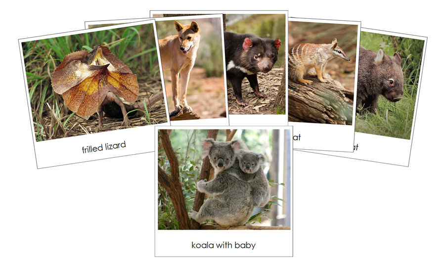 The Land Down Under Safari Toob Cards - Montessori Print Shop Digital Download
