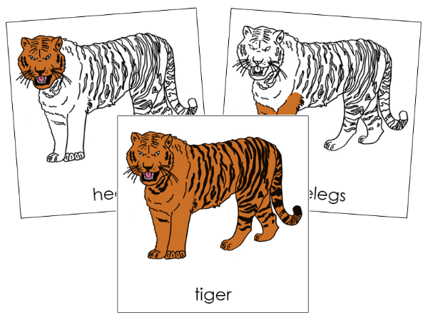 Parts of a Tiger 3-Part Nomenclature Cards - Montessori Print Shop Digital Download