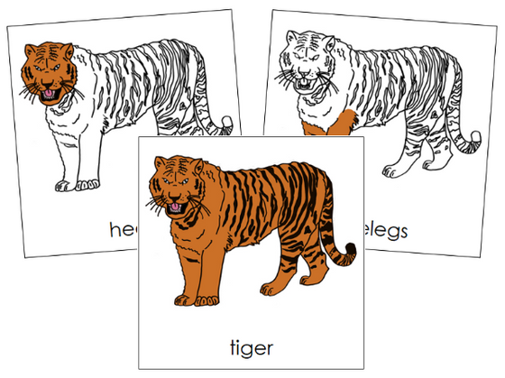 Parts of a Tiger 3-Part Nomenclature Cards - Montessori Print Shop Digital Download