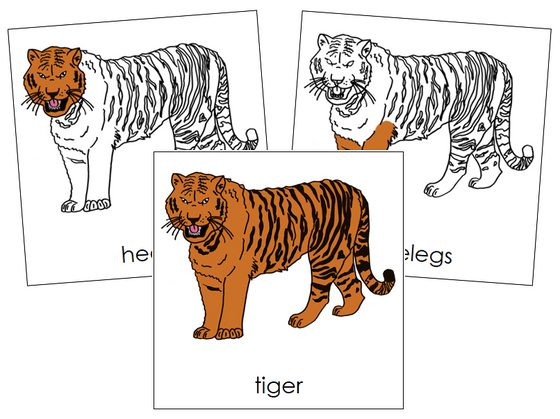 Tiger Nomenclature Cards - Montessori Print Shop