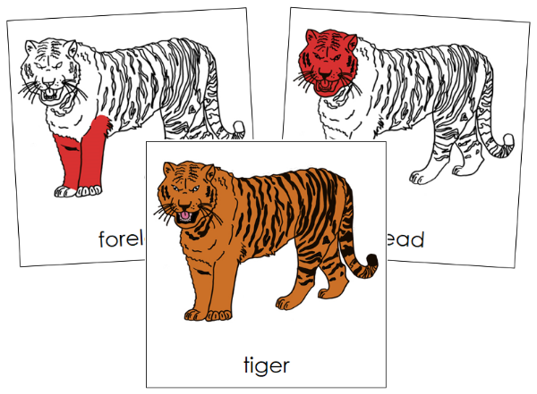 Parts of a Tiger Nomenclature Cards (red) - Montessori Print Shop Digital Download