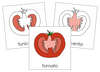 Parts of a Tomato Nomenclature Cards - Montessori Print Shop