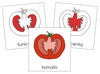 Parts of a tomato Nomenclature Cards (Red) - Montessori Print Shop