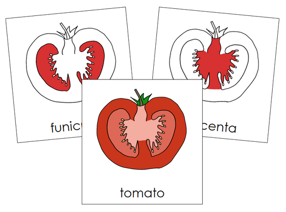 Parts of a tomato Nomenclature Cards (Red) - Montessori Print Shop