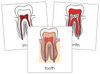 Tooth Nomenclature Cards (red) - Montessori Print Shop