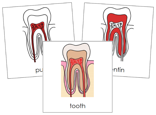 Parts of a Human Tooth 3-Part Nomenclature Cards (red) - Montessori Print Shop Digital Download