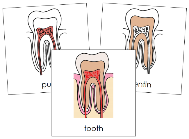 Parts of a Human Tooth 3-Part Nomenclature Cards - Montessori Print Shop Digital Download