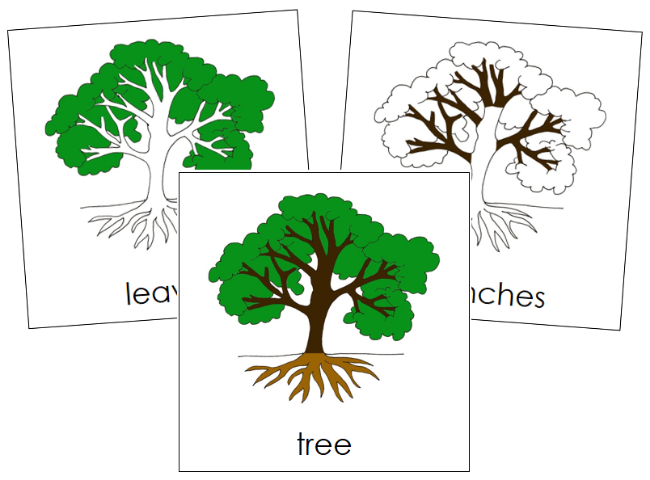 Tree Nomenclature Cards - Montessori Print Shop Digital Download