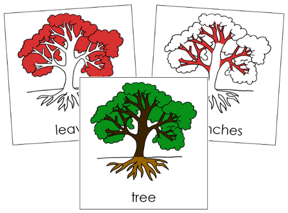 Tree Nomenclature Cards - Montessori Print Shop Digital Download