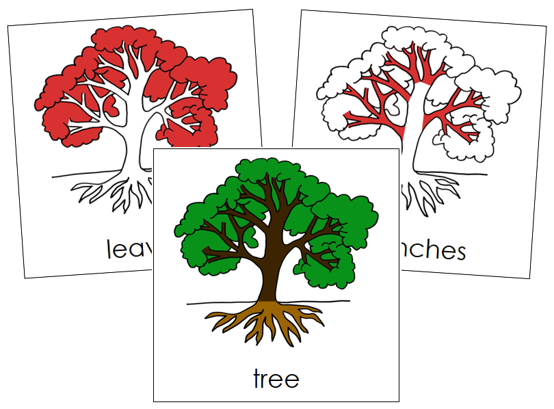 Tree Nomenclature Cards - Montessori Print Shop