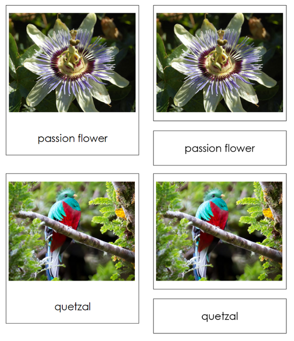 Tropical Rainforest Charts & Cards Sorting Activity - Montessori Print Shop Digital Download