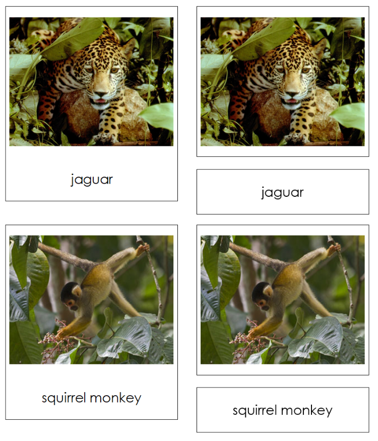 Tropical Rainforest Charts & Cards Sorting Activity - Montessori Print Shop Digital Download