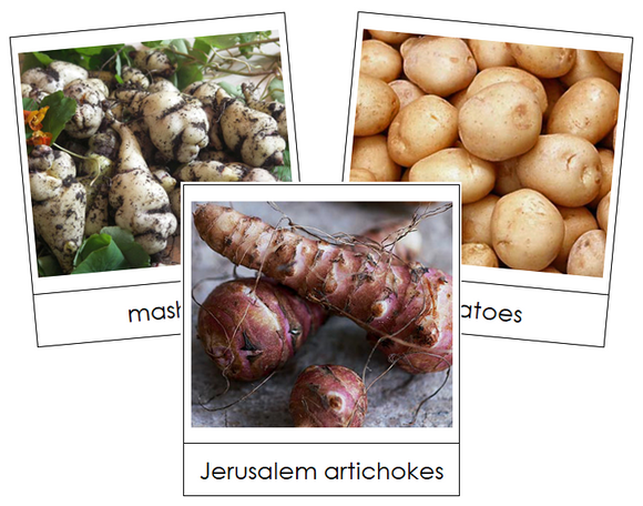 Tuber Vegetable Picture Cards - Montessori Print Shop