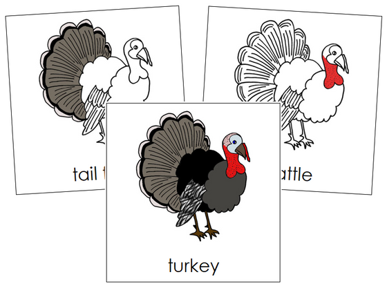 Turkey Nomenclature Cards - Montessori Print Shop