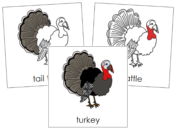 Parts of a Turkey 3-Part Nomenclature Cards - Montessori Print Shop Digital Download