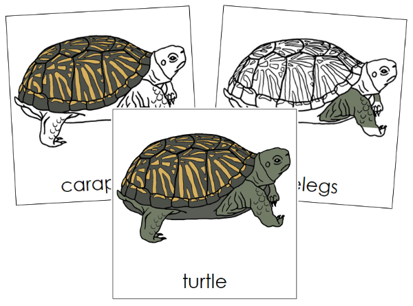 Parts of a Turtle 3-Part Nomenclature Cards - Montessori Print Shop Digital Download