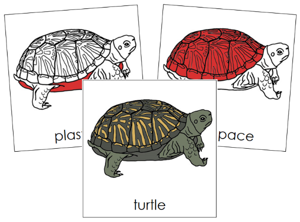 Parts of a Turtle 3-Part Nomenclature Cards (red) - Montessori Print Shop Digital Download