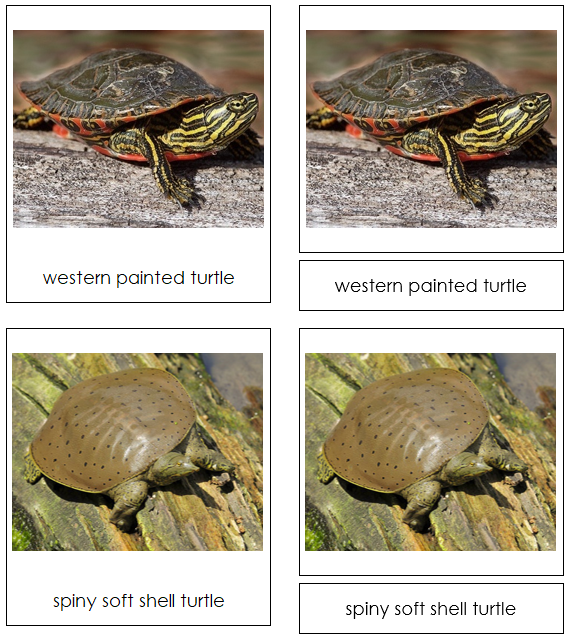 Turtle Cards - Montessori Print Shop