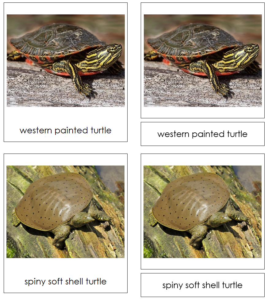 Types of Turtles 3-Part Cards - Montessori Print Shop Digital Download