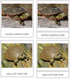 Turtle Cards - Montessori Print Shop