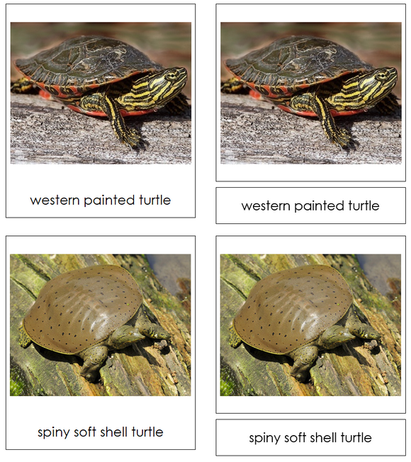 Types of Turtles 3-Part Cards - Montessori Print Shop Digital Download