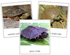 Turtle 3-Part Cards - Montessori Print Shop