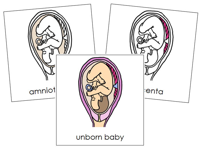 Pregnancy Nomenclature Cards - Montessori Print Shop Digital Download