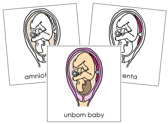 Unborn Baby Nomenclature Cards - Montessori Print Shop