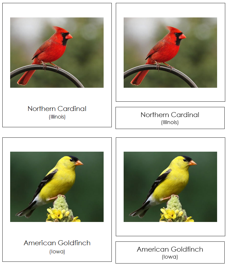 State Birds of the USA 3-Part Cards - Montessori Print Shop Digital Download