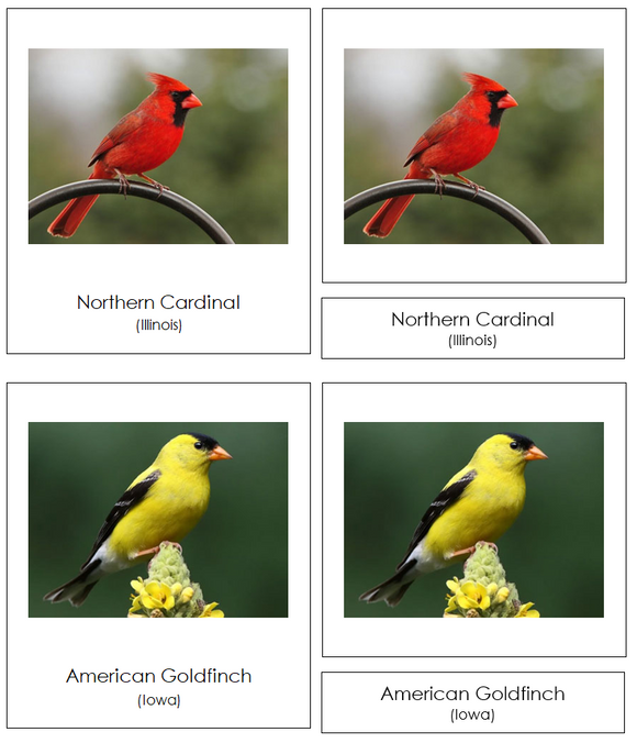 State Birds of the USA 3-Part Cards - Montessori Print Shop Digital Download