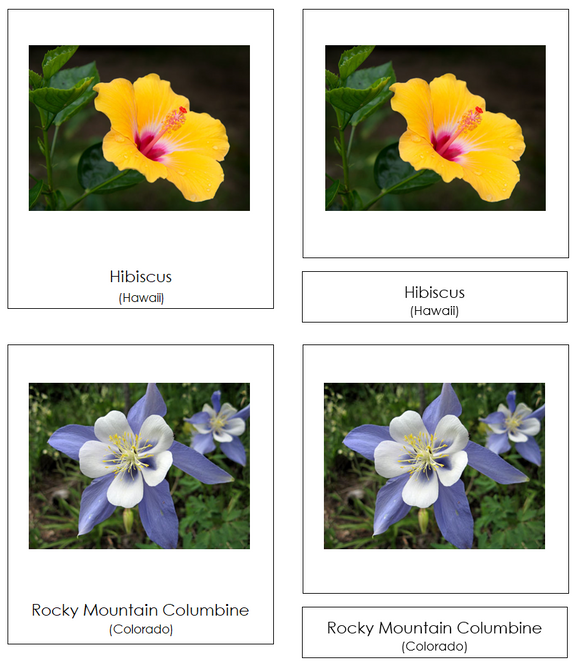 State Flowers of the USA 3-Part Cards - Montessori Print Shop Digital Download