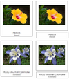 US State Flowers - Montessori continent cards