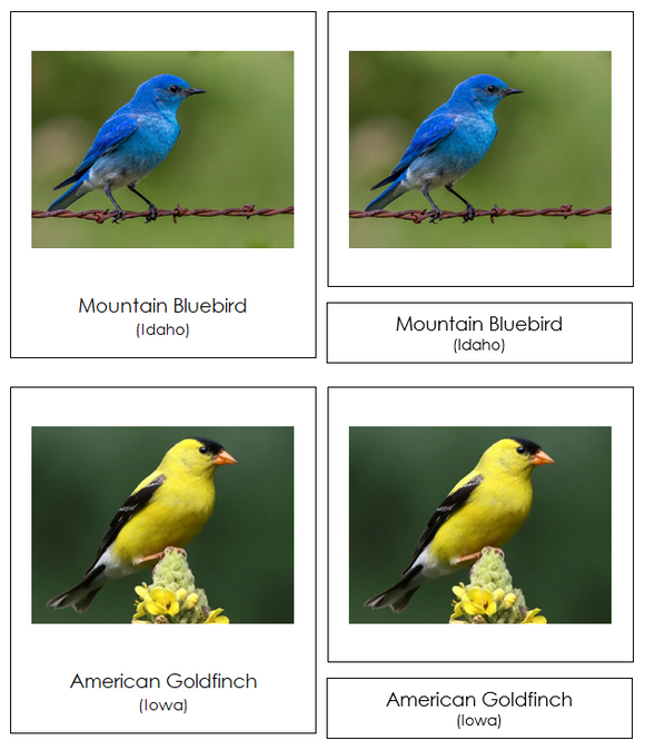 State Birds of the USA - Montessori Print Shop