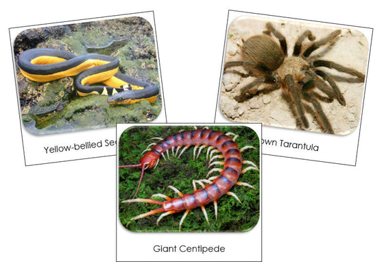 Venomous Creatures Safari Toob Cards - Montessori Print Shop