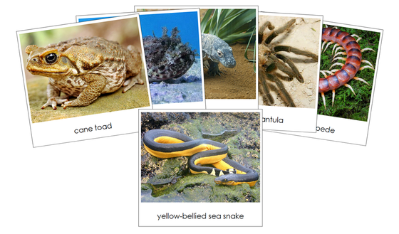 Venomous Creatures Safari Toob Cards - Montessori Print Shop Digital Download