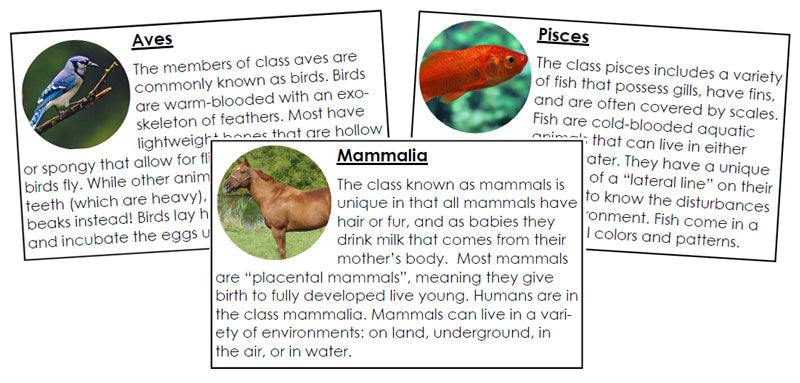 Vertebrate Information Cards - Montessori Print Shop Digital Download