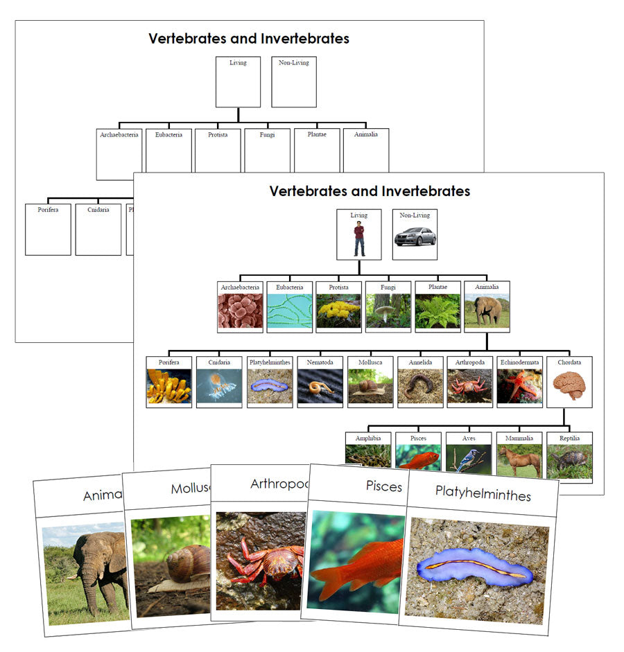 Vertebrates & Invertebrates Charts & Cards - Montessori Print Shop Digital Download