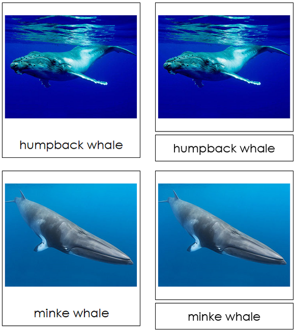 Whales 3-Part Cards - Montessori Print Shop