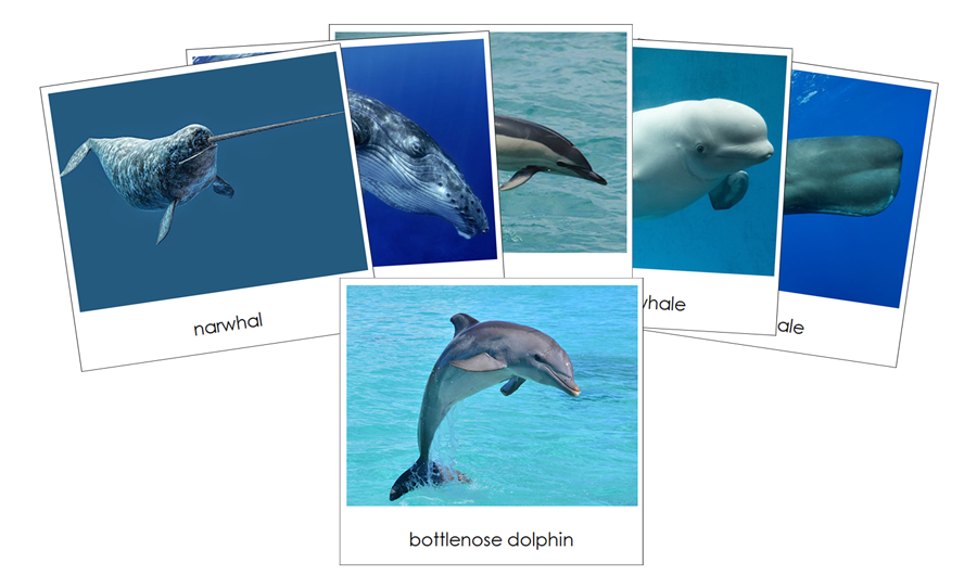 Whales & Dolphins Safari Toob 3-Part Cards - Montessori Print Shop Digital Download