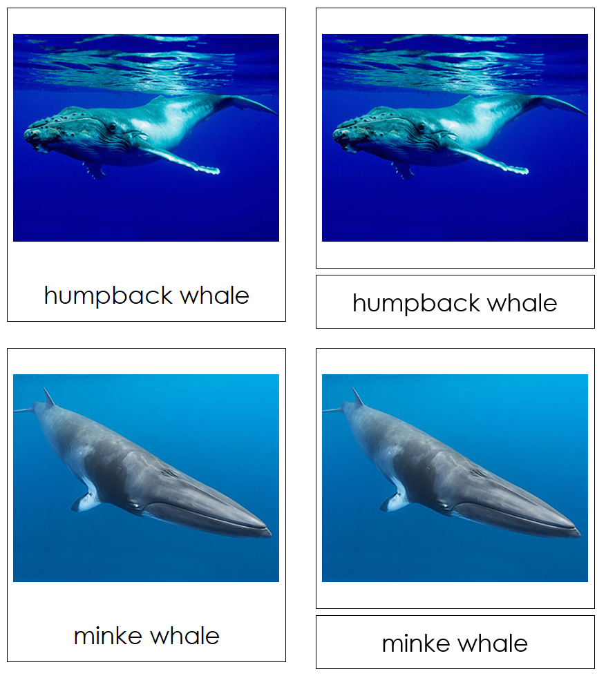 Types of Whales 3-Part Cards - Montessori Print Shop Digital Download