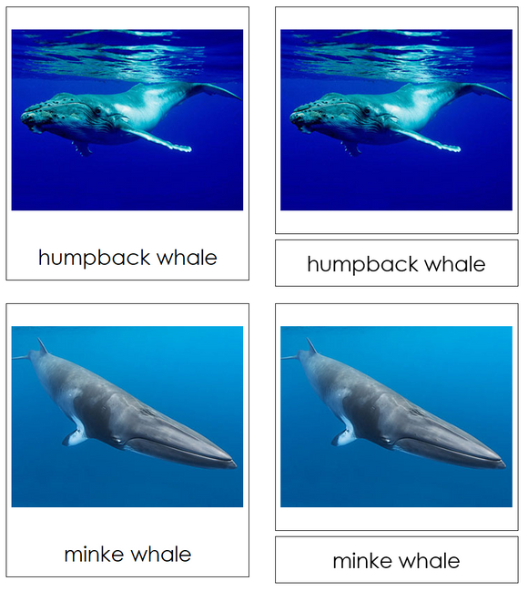 Types of Whales 3-Part Cards - Montessori Print Shop Digital Download
