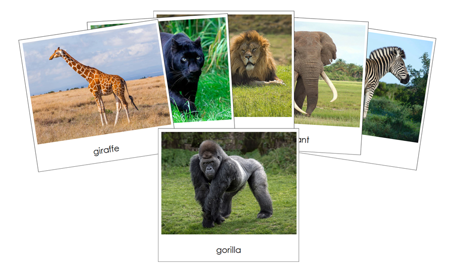 Wild Safari Toob Cards - Montessori Print Shop Digital Download