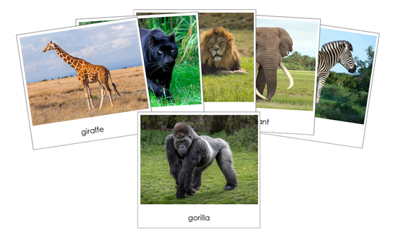 Wild Safari Toob Cards - Montessori Print Shop Digital Download